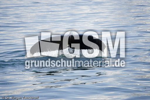 Buckelwal (52 von 57).jpg